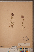  ( - CCDB-18296-C07)  @11 [ ] Copyright (2015) Deb Metsger Royal Ontario Museum