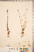  ( - CCDB-18296-F08)  @11 [ ] Copyright (2015) Deb Metsger Royal Ontario Museum