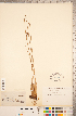  ( - CCDB-18296-E08)  @11 [ ] Copyright (2015) Deb Metsger Royal Ontario Museum