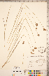  ( - CCDB-18296-B08)  @11 [ ] Copyright (2015) Deb Metsger Royal Ontario Museum