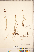  ( - CCDB-18296-H09)  @11 [ ] Copyright (2015) Deb Metsger Royal Ontario Museum