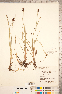  ( - CCDB-18296-G09)  @11 [ ] Copyright (2015) Deb Metsger Royal Ontario Museum