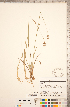  ( - CCDB-18296-F09)  @11 [ ] Copyright (2015) Deb Metsger Royal Ontario Museum