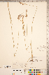  ( - CCDB-18296-E09)  @11 [ ] Copyright (2015) Deb Metsger Royal Ontario Museum