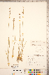  ( - CCDB-18296-D09)  @11 [ ] Copyright (2015) Deb Metsger Royal Ontario Museum