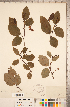  ( - CCDB-18297-F01)  @11 [ ] Copyright (2015) Deb Metsger Royal Ontario Museum