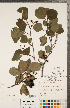 ( - CCDB-18297-E01)  @11 [ ] Copyright (2015) Deb Metsger Royal Ontario Museum