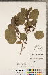  ( - CCDB-18297-D01)  @11 [ ] Copyright (2015) Deb Metsger Royal Ontario Museum