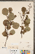  ( - CCDB-18297-C01)  @11 [ ] Copyright (2015) Deb Metsger Royal Ontario Museum