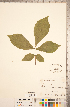 ( - CCDB-18297-H02)  @11 [ ] Copyright (2015) Deb Metsger Royal Ontario Museum