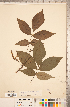  ( - CCDB-18297-G02)  @11 [ ] Copyright (2015) Deb Metsger Royal Ontario Museum