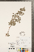  ( - CCDB-18297-C04)  @11 [ ] Copyright (2015) Deb Metsger Royal Ontario Museum
