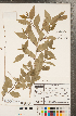  ( - CCDB-18297-B04)  @11 [ ] Copyright (2015) Deb Metsger Royal Ontario Museum