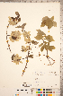  ( - CCDB-18297-A04)  @11 [ ] Copyright (2015) Deb Metsger Royal Ontario Museum