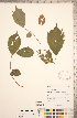  ( - CCDB-18297-H05)  @11 [ ] Copyright (2015) Deb Metsger Royal Ontario Museum