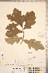  ( - CCDB-18297-D05)  @11 [ ] Copyright (2015) Deb Metsger Royal Ontario Museum