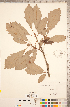  ( - CCDB-18297-C05)  @11 [ ] Copyright (2015) Deb Metsger Royal Ontario Museum