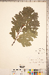  ( - CCDB-18297-G06)  @11 [ ] Copyright (2015) Deb Metsger Royal Ontario Museum