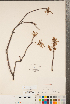  ( - CCDB-18297-E06)  @11 [ ] Copyright (2015) Deb Metsger Royal Ontario Museum