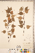  ( - CCDB-18297-E07)  @11 [ ] Copyright (2015) Deb Metsger Royal Ontario Museum