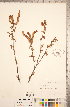  ( - CCDB-18297-B07)  @11 [ ] Copyright (2015) Deb Metsger Royal Ontario Museum