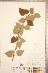  ( - CCDB-18297-A07)  @11 [ ] Copyright (2015) Deb Metsger Royal Ontario Museum