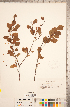  ( - CCDB-18297-G08)  @11 [ ] Copyright (2015) Deb Metsger Royal Ontario Museum