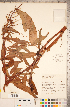 (Rumex transitorius - CCDB-18297-E10)  @11 [ ] Copyright (2015) Deb Metsger Royal Ontario Museum