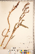  ( - CCDB-18297-C10)  @11 [ ] Copyright (2015) Deb Metsger Royal Ontario Museum