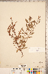  ( - CCDB-18297-A10)  @11 [ ] Copyright (2015) Deb Metsger Royal Ontario Museum