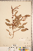  ( - CCDB-18297-H11)  @11 [ ] Copyright (2015) Deb Metsger Royal Ontario Museum