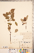  ( - CCDB-18301-G11)  @11 [ ] Copyright (2015) Deb Metsger Royal Ontario Museum