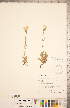  ( - CCDB-18302-F05)  @11 [ ] Copyright (2015) Deb Metsger Royal Ontario Museum