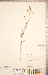  (Mirabilis linearis var. linearis - CCDB-18302-H07)  @11 [ ] Copyright (2015) Deb Metsger Royal Ontario Museum