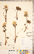  ( - CCDB-18302-E09)  @11 [ ] Copyright (2015) Deb Metsger Royal Ontario Museum