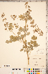  ( - CCDB-18302-D09)  @11 [ ] Copyright (2015) Deb Metsger Royal Ontario Museum