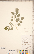  ( - CCDB-18302-B09)  @11 [ ] Copyright (2015) Deb Metsger Royal Ontario Museum
