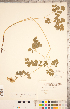  ( - CCDB-18302-A09)  @11 [ ] Copyright (2015) Deb Metsger Royal Ontario Museum