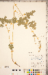  ( - CCDB-18302-H10)  @11 [ ] Copyright (2015) Deb Metsger Royal Ontario Museum