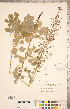  ( - CCDB-18302-G10)  @11 [ ] Copyright (2015) Deb Metsger Royal Ontario Museum
