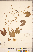  ( - CCDB-18302-B11)  @11 [ ] Copyright (2015) Deb Metsger Royal Ontario Museum