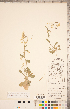  ( - CCDB-18302-C12)  @11 [ ] Copyright (2015) Deb Metsger Royal Ontario Museum