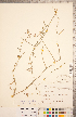 ( - CCDB-18304-C10)  @11 [ ] Copyright (2015) Deb Metsger Royal Ontario Museum