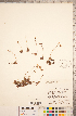  ( - CCDB-18313-H03)  @11 [ ] Copyright (2015) Deb Metsger Royal Ontario Museum