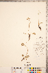  ( - CCDB-18313-G03)  @11 [ ] Copyright (2015) Deb Metsger Royal Ontario Museum