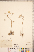  ( - CCDB-18313-D03)  @11 [ ] Copyright (2015) Deb Metsger Royal Ontario Museum
