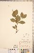  ( - CCDB-18313-B03)  @11 [ ] Copyright (2015) Deb Metsger Royal Ontario Museum