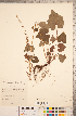  (Heuchera chlorantha - CCDB-18313-A05)  @11 [ ] Copyright (2015) Deb Metsger Royal Ontario Museum