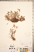 ( - CCDB-18313-B09)  @11 [ ] Copyright (2015) Deb Metsger Royal Ontario Museum