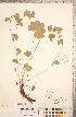  ( - CCDB-18313-C11)  @11 [ ] Copyright (2015) Deb Metsger Royal Ontario Museum